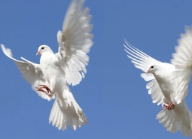 Weisse Tauben